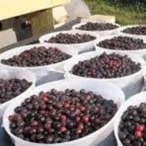 Meet your Posher, Iron spring